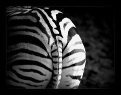 wild zebra striped back