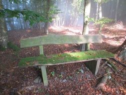 bench in the autumn forest