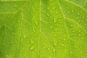 Green leaf in drops of water close-up