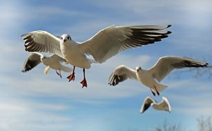 Beautiful, white and black flying seagulls