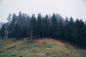 forest hill mountains