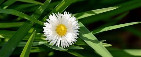 daisy bloom on the background of green leaves