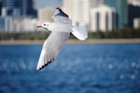 seagull flies over the sea on a blurred background