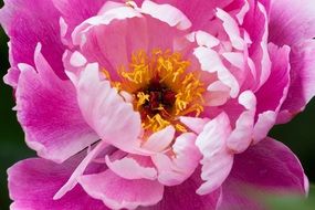 pink peony closeup