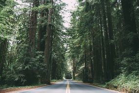 asphalt road in a green forest