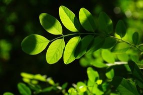 green robinia leaves sunny view