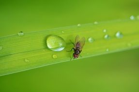 fly on grass blade with dew drops, macro