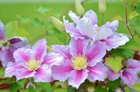 clematis pink flowers close up