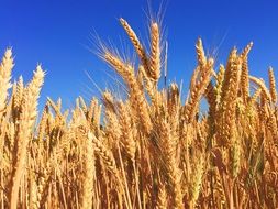 beautiful and delightful harvest