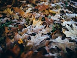 fallen leaves in autumn
