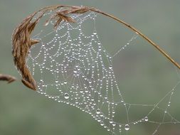 spider web with drops of water on a dry sheet