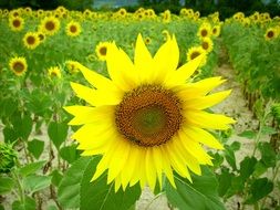 Big field of sunflowers