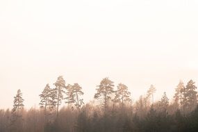 trees in thick fog