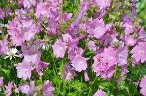 gentle charming petunia