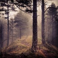 trail in a fairy forest