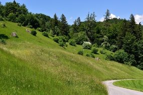 landscape green trees on hill