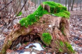 green moss on the stump