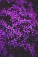 closeup of little purple flowers