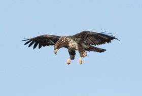 bald eagle juvenile bird