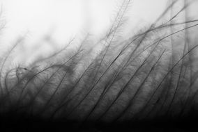 monochrome picture of grass