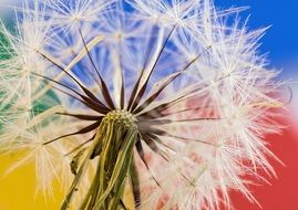 dandelion seeds on a colorful background