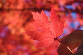 red autumn maple leaf in fingers at blurred background