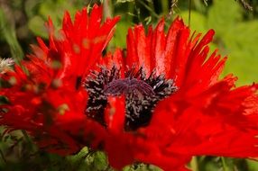 poppy bloom in summer on a blurred background