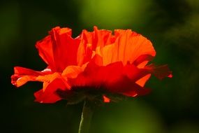 red poppy flower blossom