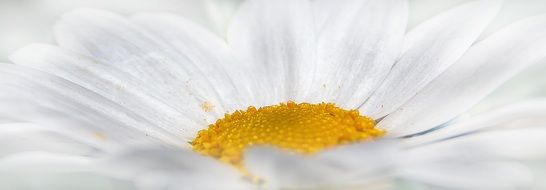 chamomile macro photo