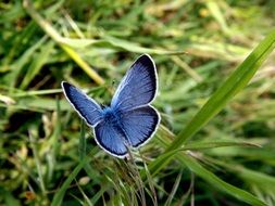 butterfly with blue wings on a background of green nature