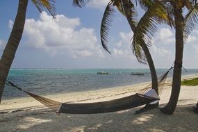 hammock on the shore of the cayman islands