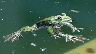 big frog in water close up