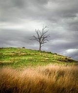 dead tree on hill at grey clouds