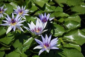 waterlily or aquatic lotus