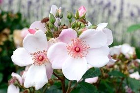 Beautiful white and pink rose flowers