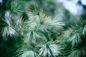green pine tree macro recording