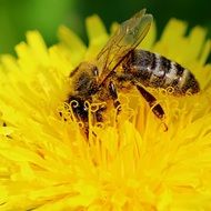 bee on dandelion close up