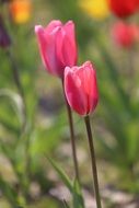 pink tulips blossom