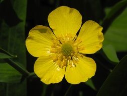 yellow buttercup blossom close