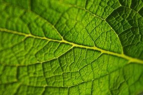 green leaf close up in botany