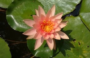 breathtaking water lily flower