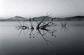 Tree branches in the lake