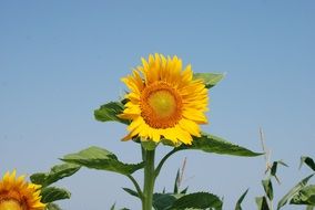 young sunflower against blue sky