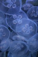 many blue jellyfish close up