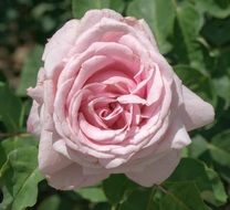 garden rose flower on a blurred background