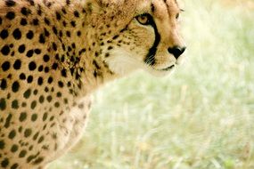 cheetah whild cat in Kenya Africa