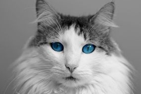 domestic cat with blue eyes