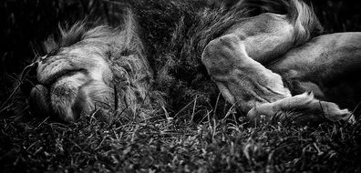 Black and white photo of the lion