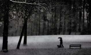 black silhouette on the background of winter nature