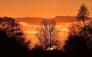 glow of orange sunset in the clouds over the silhouettes of trees